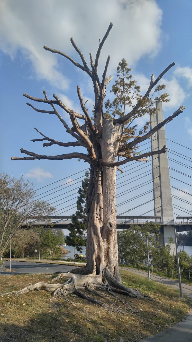 Toter Baum an der Eleanor Schonell Bridge zum Dutton Park und Secret Dog Park